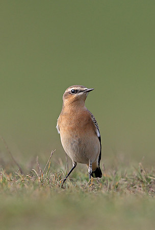 Northern Wheatear