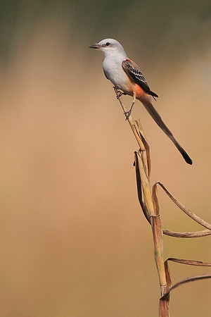 Scissor-tailed Flycatcher