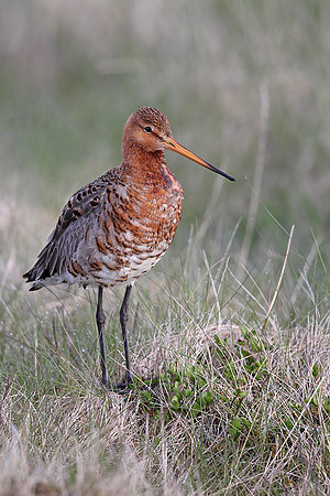 Black-tailed Godwit