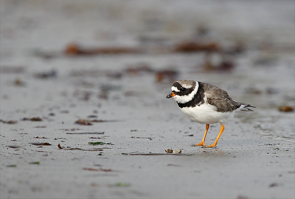 Ringed Plover