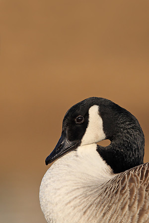 Canada Goose