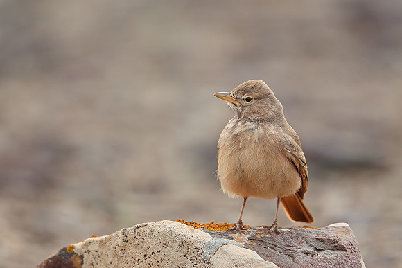 Desert Lark