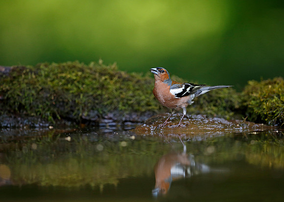 Chaffinch
