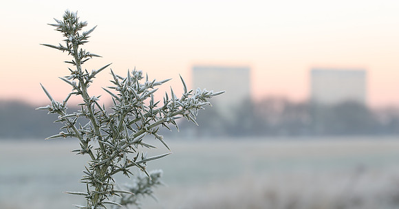 Wanstead Flats