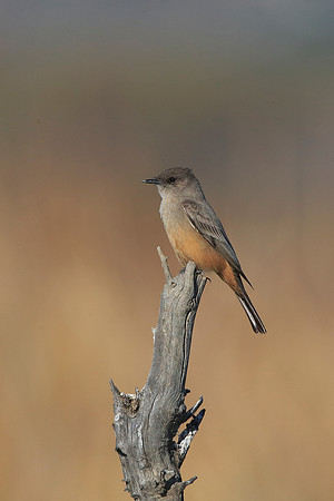 Say's Phoebe