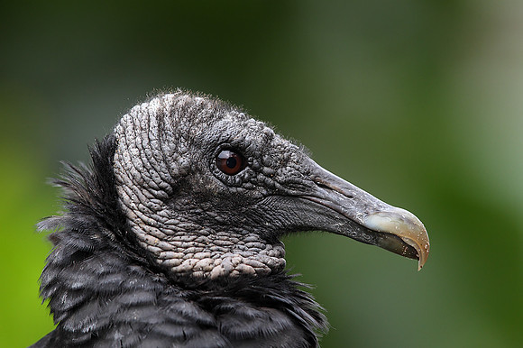 Black Vulture
