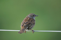 Dunnock