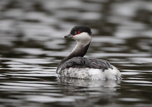 Slavonian Grebe