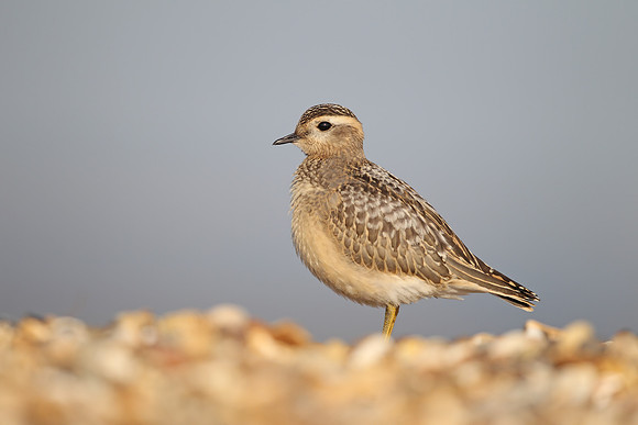 Dotterel