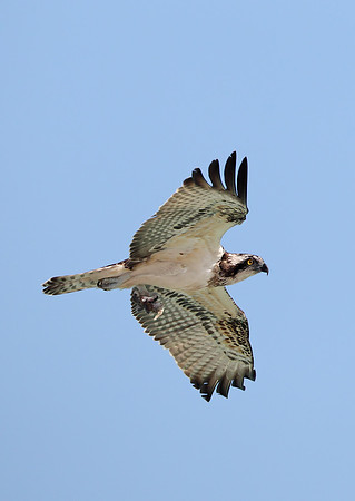 Osprey