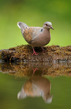 Turtle Dove
