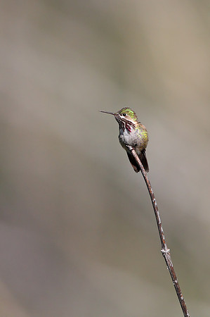 Calliope Hummingbird