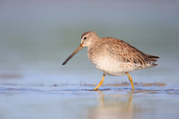 Short-billed Dowitcher