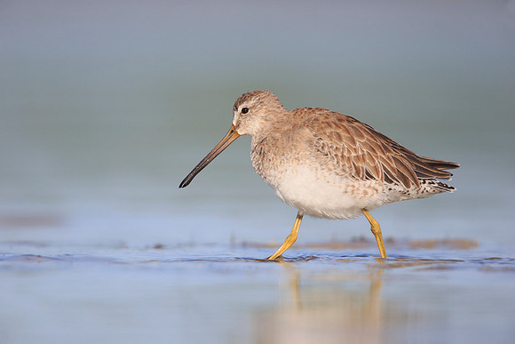 Short-billed Dowitcher