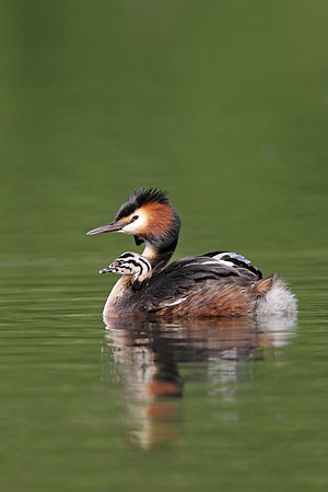 Great Crested Grebe