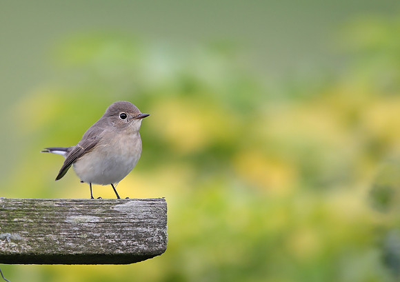 Red-breasted Flycatcher