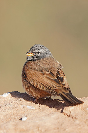 House Bunting