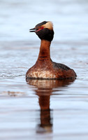 Slavonian Grebe
