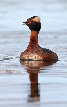 Slavonian Grebe