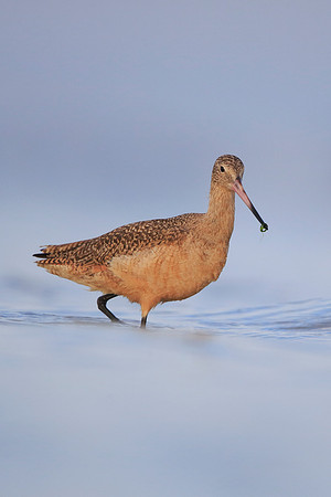 Marbled Godwit
