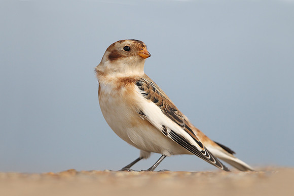 Snow Bunting