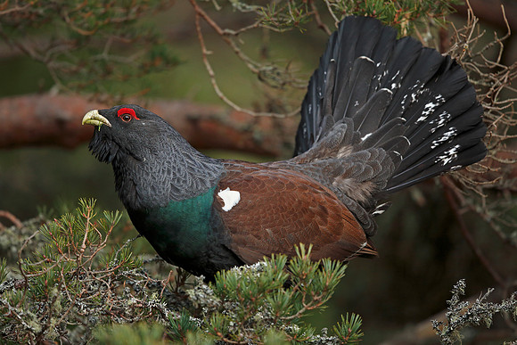 Capercaillie