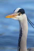 Herons and Ibis