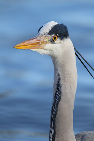 Grey Heron