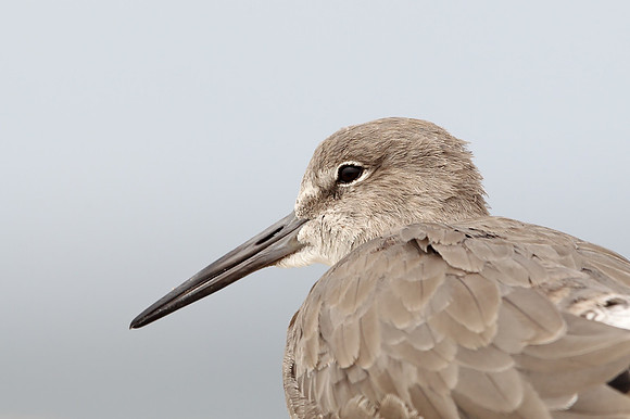 Willet