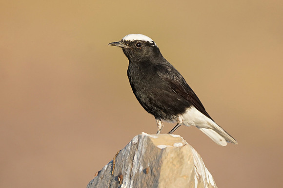 White-crowned Wheatear