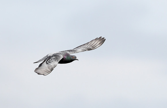 Feral Pigeon