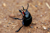 Bloody-nosed Beetle