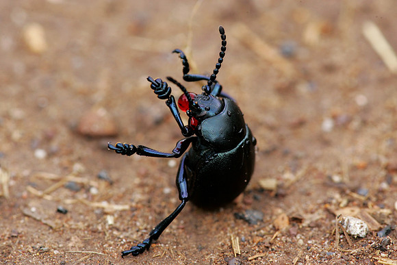 Bloody-nosed Beetle