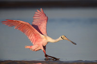 Roseate Spoonbill