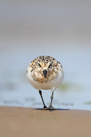 Sanderling