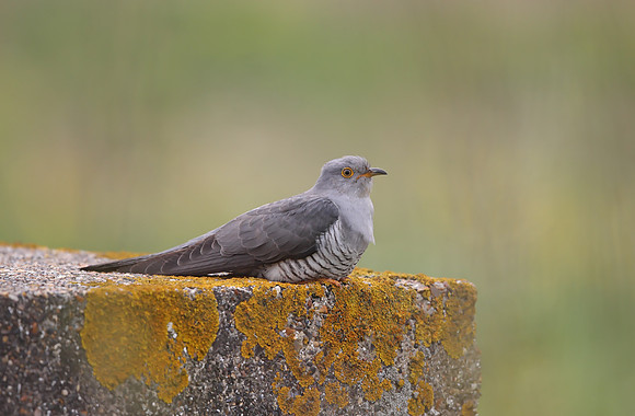 Cuckoo