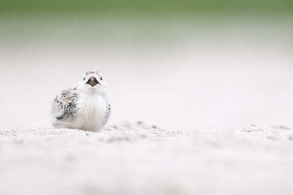 Black Skimmer