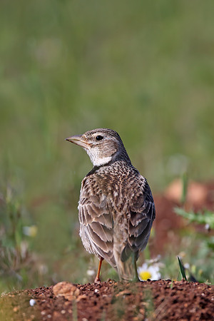Calandra Lark