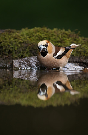 Hawfinch