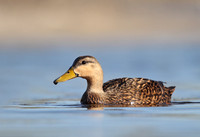 Mottled Duck