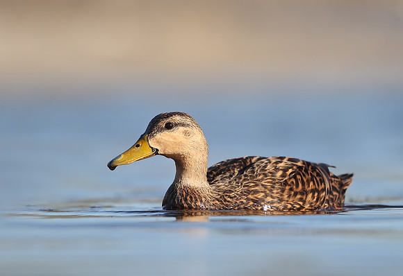 Mottled Duck