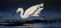 Snowy Egret