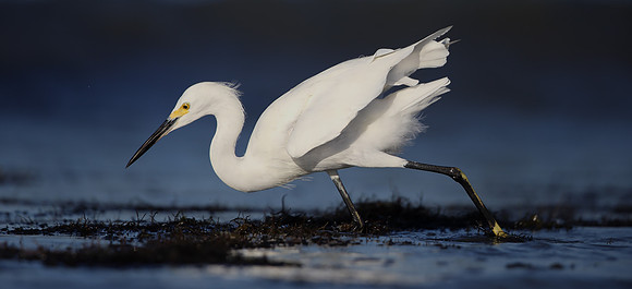Snowy Egret