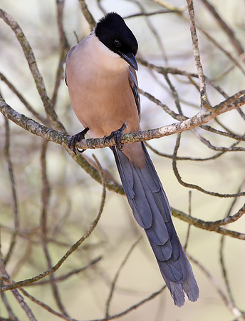Azure-winged Magpie
