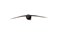 Swifts
