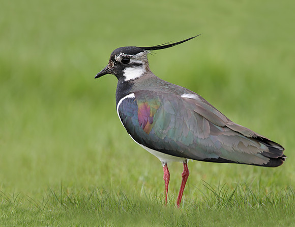 Lapwing