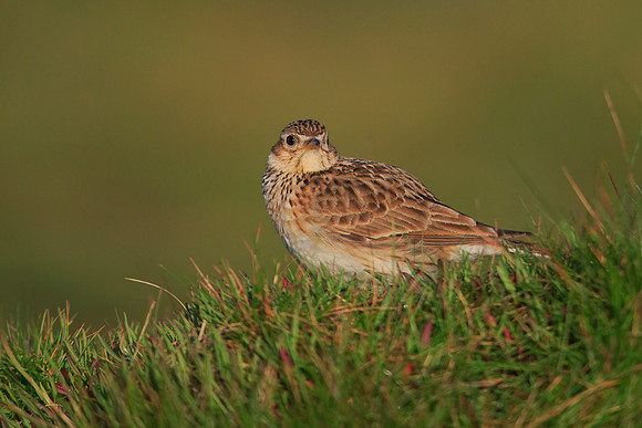 Skylark