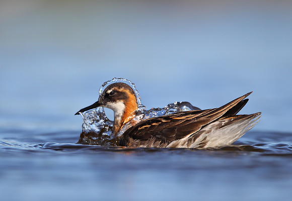 Red-necked Phalarope