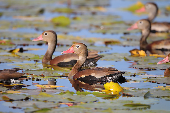 Black-bellied Whistling Duck