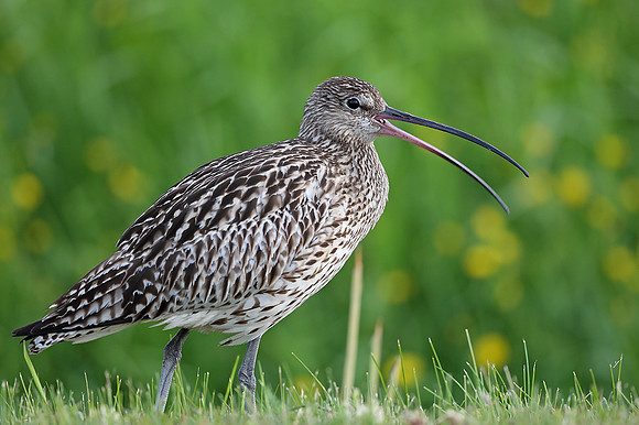 Curlew